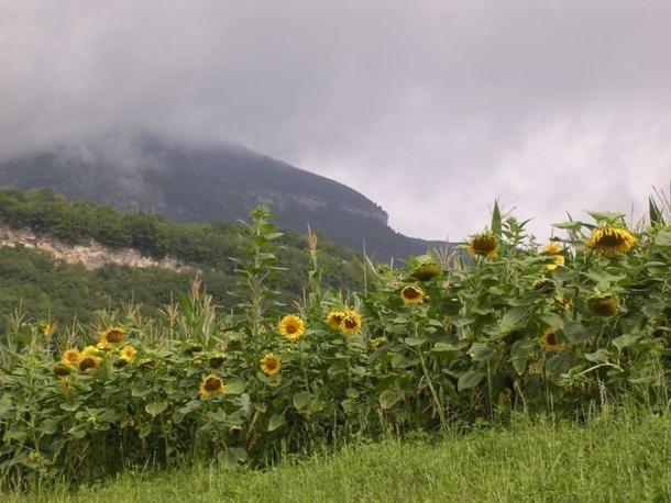 Agritur Le Pergole Hotel Villa Lagarina Kültér fotó