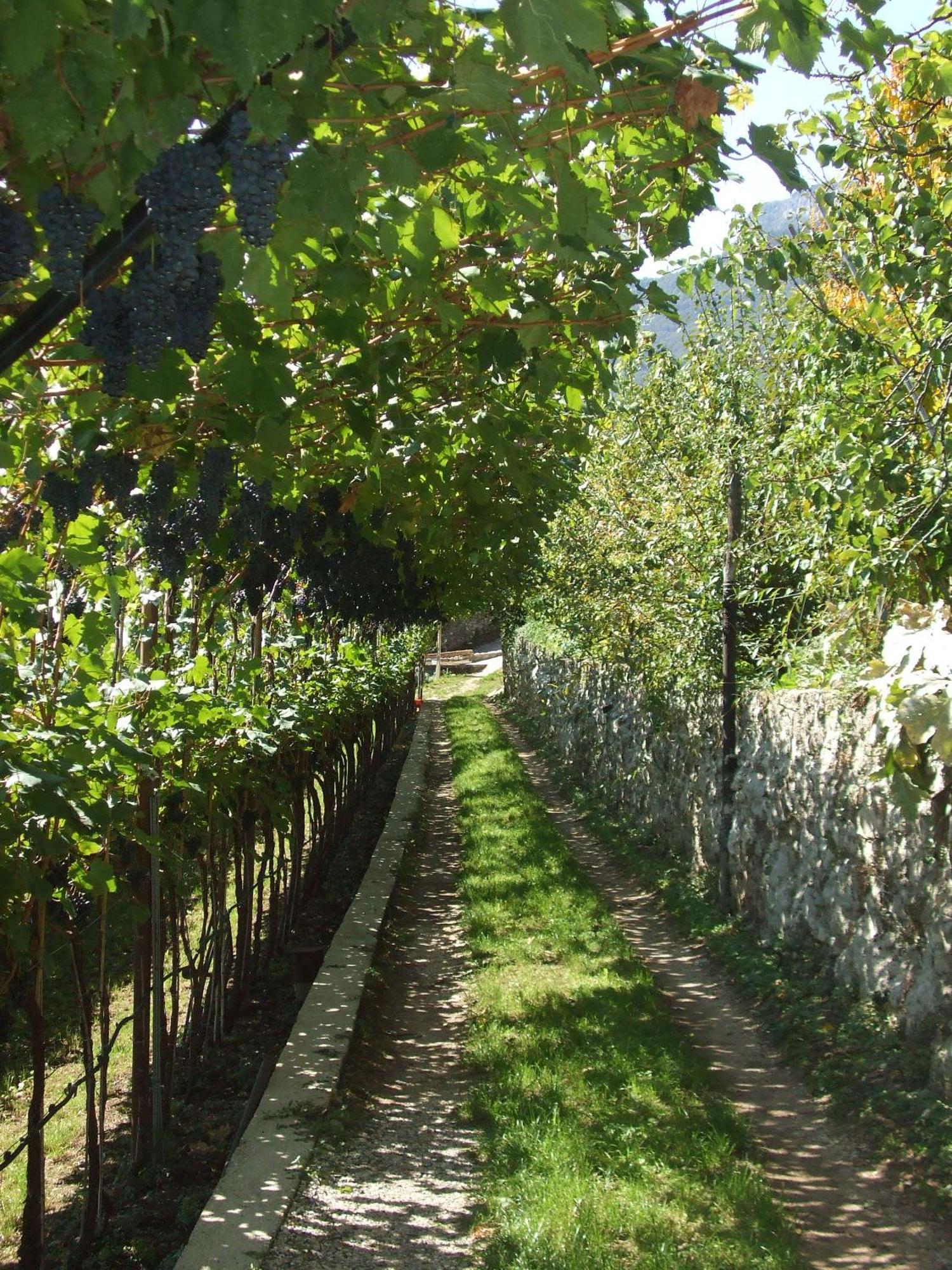 Agritur Le Pergole Hotel Villa Lagarina Kültér fotó
